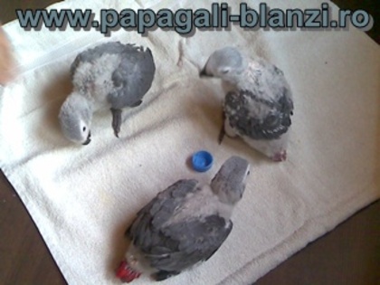 Jako African Grey - vand papagali vorbitori - Timisoara