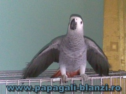 Jako African Grey - vand papagali vorbitori - Timisoara