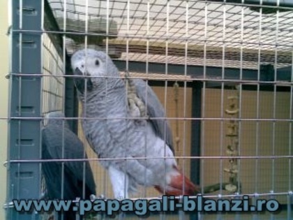 Jako African Grey