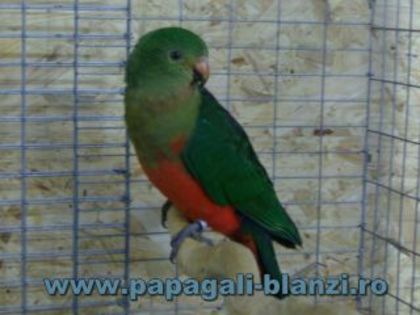 King Parrot - Regele papagal - vand papagali vorbitori - Timisoara