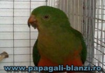 King Parrot - Regele papagal - vand papagali vorbitori - Timisoara