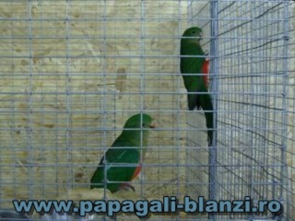 King Parrot - Regele papagal