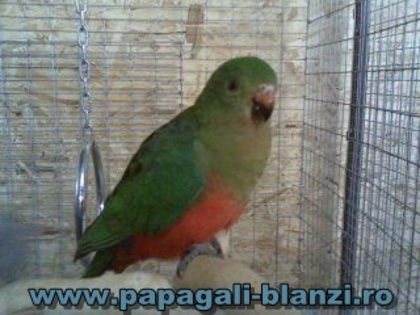 King Parrot - Regele papagal - vand papagali vorbitori - Timisoara