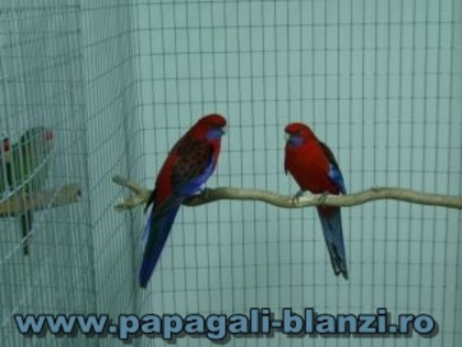 Crimson Rosella - Pennant - vand papagali vorbitori - Timisoara