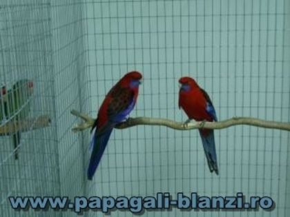 Crimson Rosella - Pennant