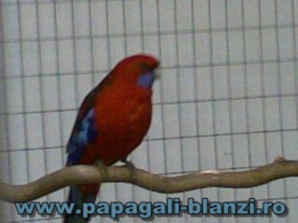 Crimson Rosella - Pennant