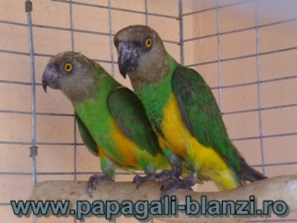 papagalul Senegal