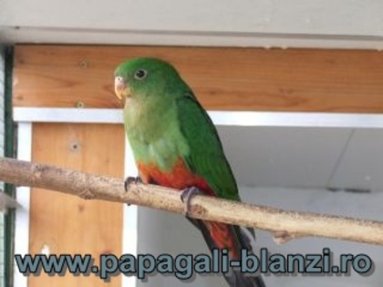 King Parrot - Regele papagal