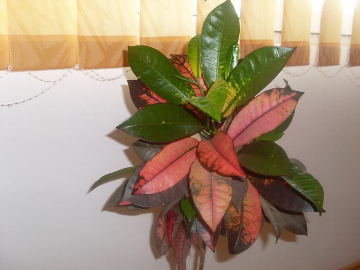 croton - 6 florile lui Mony