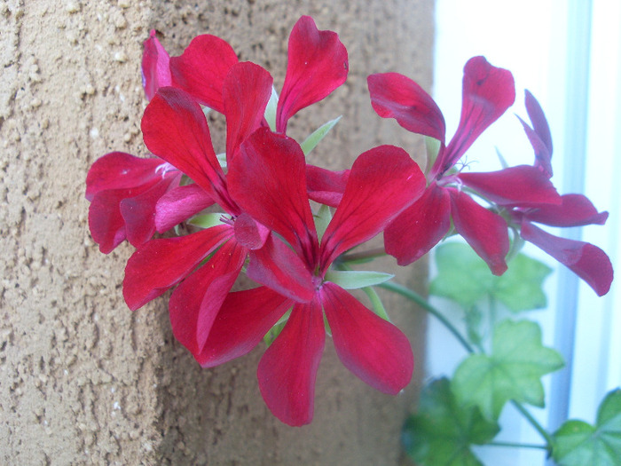 muscata - 6 florile lui Mony