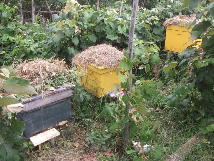 DSCF3608 - Albinute 15 mai 2011