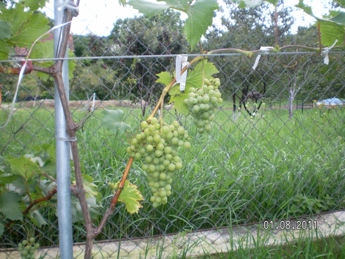 soiul Palatina-Muscat de August - vita de vie nobila