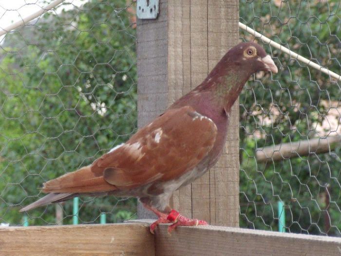 meulemans 04; mascul ro 10 0726513
