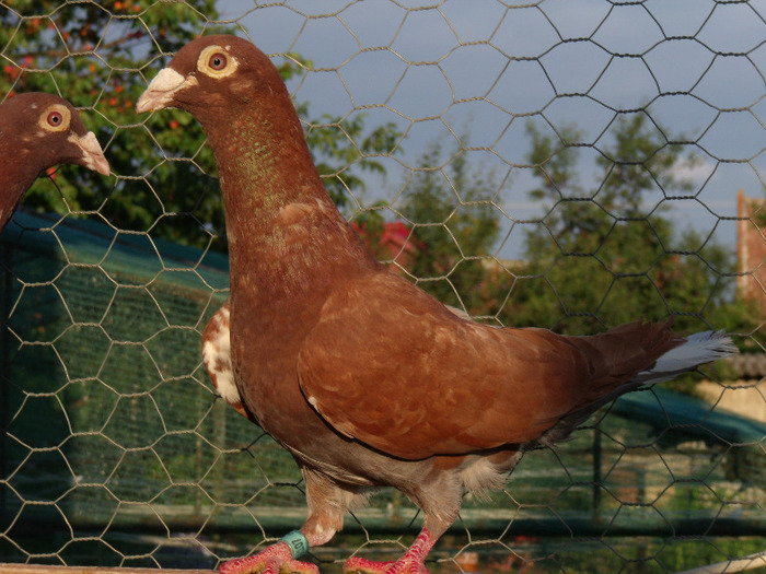 meulemans 13; mascul ro 08 1001107
