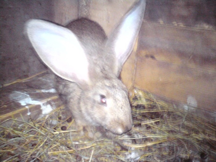DSC01401 - iepuri