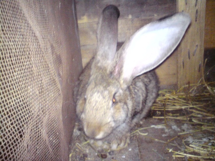 DSC01407 - iepuri