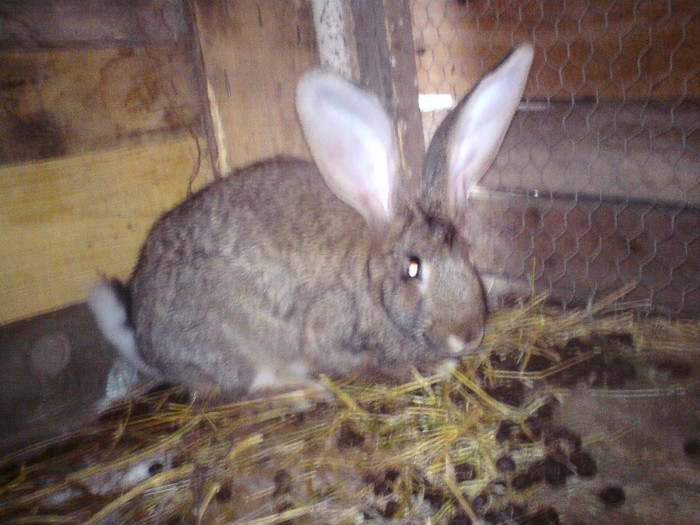 DSC01408 - iepuri