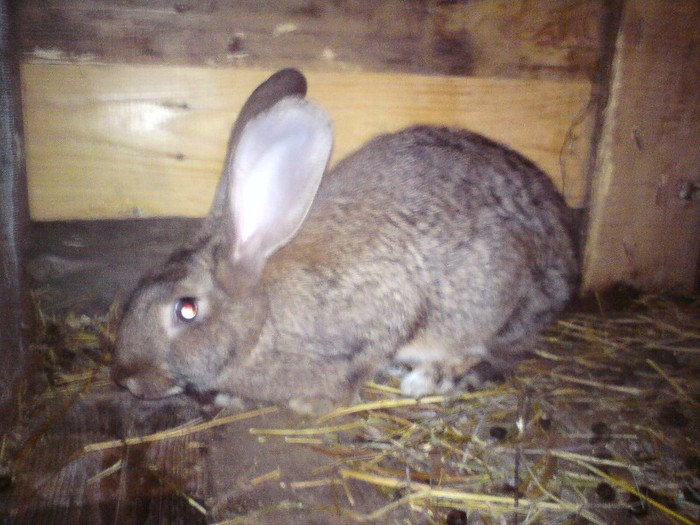DSC01409 - iepuri