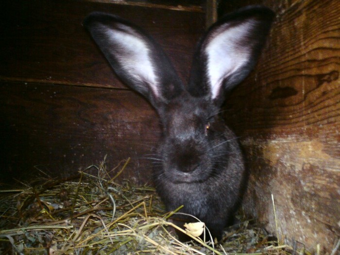 DSC01418 - iepuri