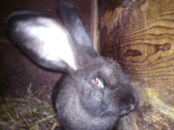 DSC01419 - iepuri