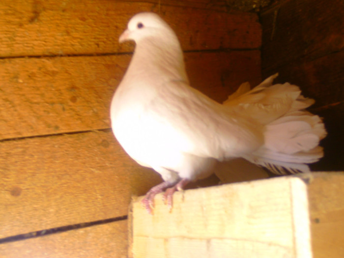 fehér páva - pava galambok eladok