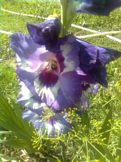 Fotografie01 - Gladiole