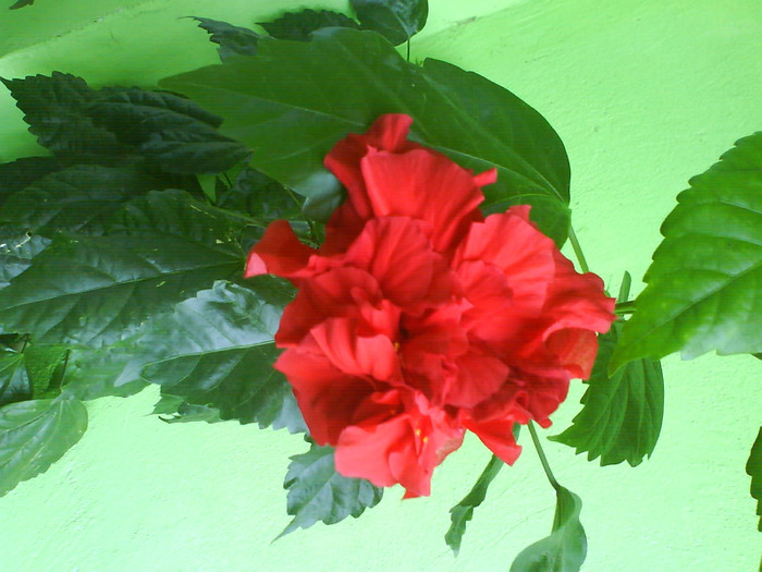 DSC07016 - trandafir japonez vanzare n culori