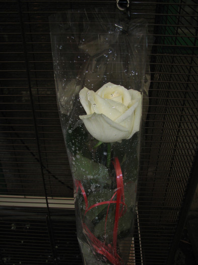 IMG_5093 - trandafir - ziua mea iunie 2011