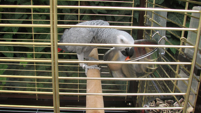 IMG_5700 - papagalul Cipone mananca cirese