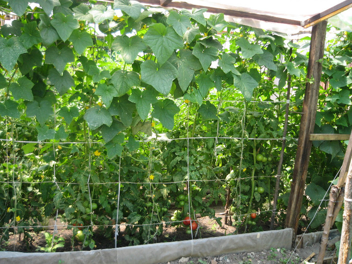 Rosii si castraveti in solar ,iulie 2011