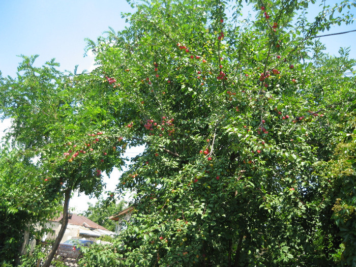 Corcodus ,iulie 2011 - Gradina noastra 2011