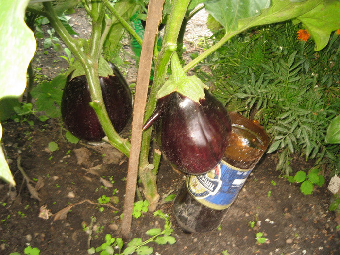 Primele vinete grase,iulie 2011 - Gradina noastra 2011