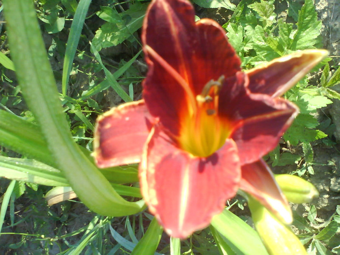 DSC06902 - HEMEROCALLIS-DE VANZARE