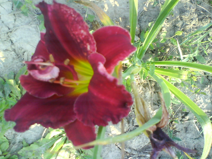 DSC06903 - HEMEROCALLIS-DE VANZARE