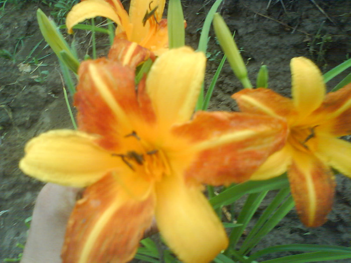 DSC06936 - HEMEROCALLIS-DE VANZARE