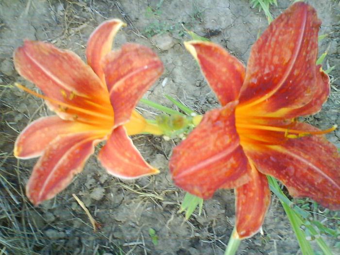 DSC06992 - HEMEROCALLIS-DE VANZARE