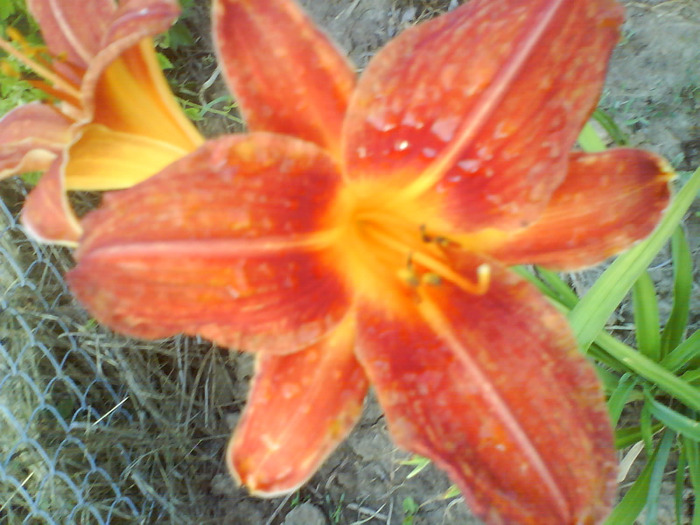 DSC06993 - HEMEROCALLIS-DE VANZARE