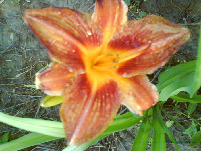 DSC06994 - HEMEROCALLIS-DE VANZARE