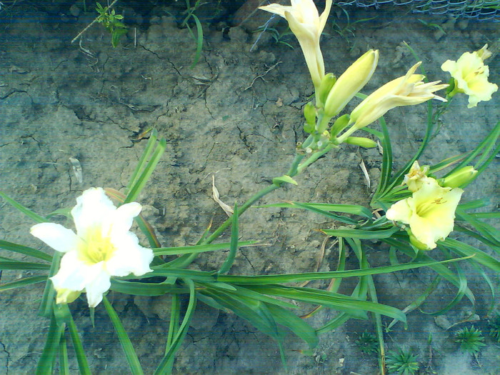 DSC06997 - HEMEROCALLIS-DE VANZARE