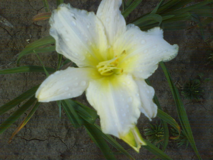 DSC06998 - HEMEROCALLIS-DE VANZARE