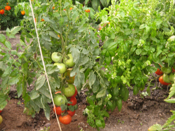 Foto gradina iulie 2011 200