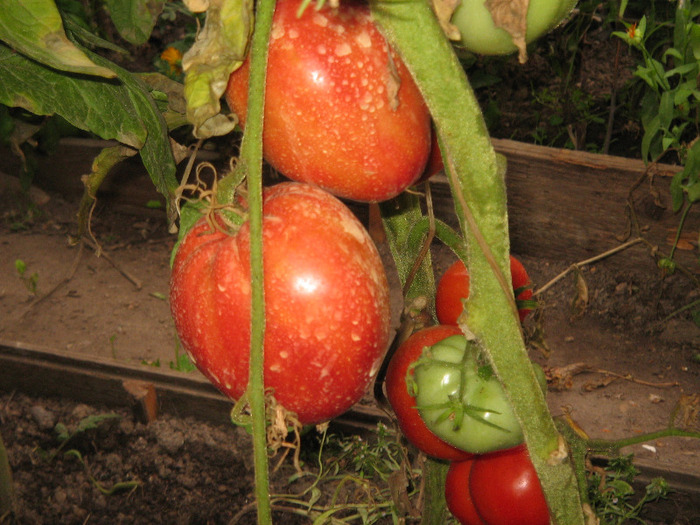 Foto gradina iulie 2011 210