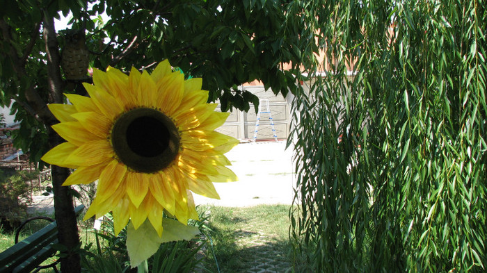 IMG_6614 - floarea soarelui gigant - ziua lui Cami 15 ani si tortul urias - iulie 2011