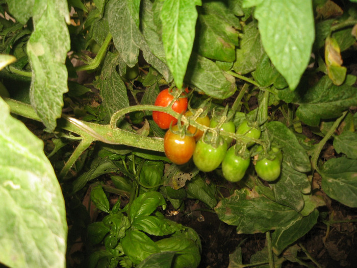 Au inceput sa se coaca rosiile Cherry