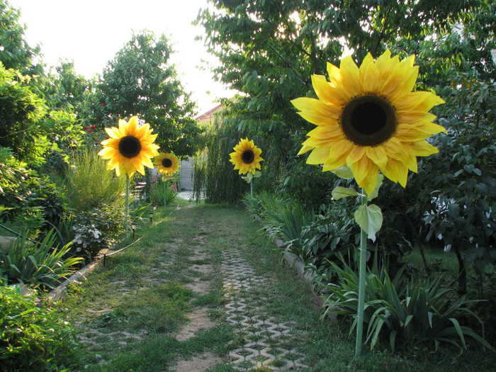 IMG_6729 - florile gigant