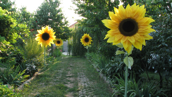 IMG_6731 - florile gigant