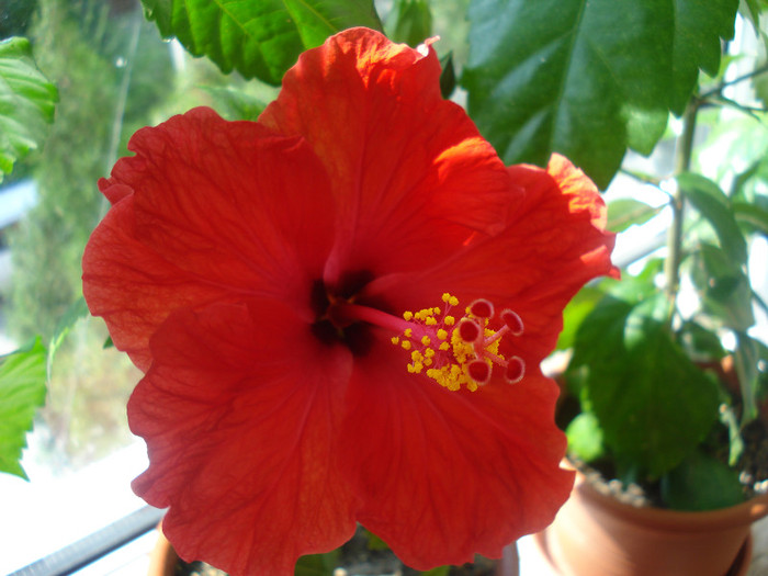 DSC09793 - FLORI 2011