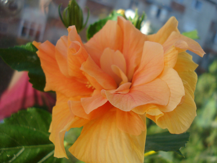 DSC09946 - FLORI 2011