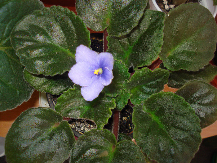 DSC09947 - FLORI 2011
