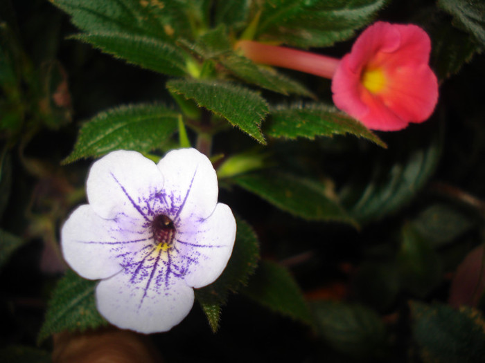 DSC09931 - FLORI 2011